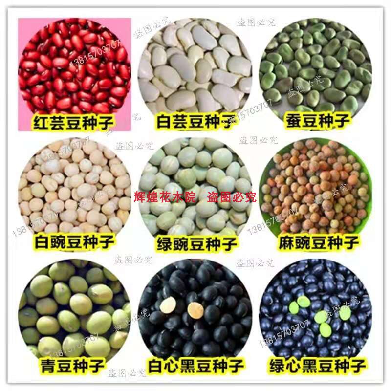 原装绿豌豆种籽豌豆尖大青豆蚕豆毛豆种孑荷兰豆菜豆玉米种子高产