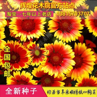 天人菊种子中心菊种籽老虎皮菊花可盆栽庭院阳台观赏花苗花卉种孑