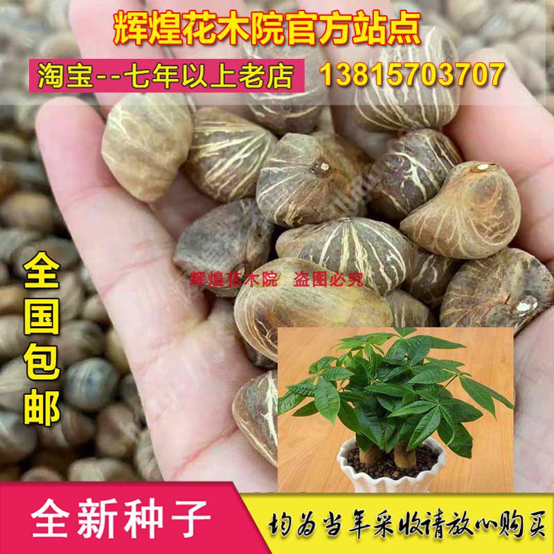 盆栽植物招财树苗种子包邮