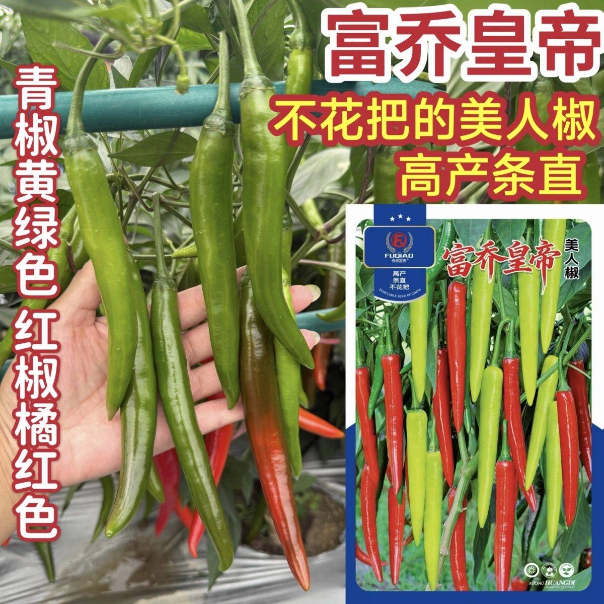 富乔皇帝美人椒种子不花高产耐裂耐湿黄绿色美人椒种籽红椒橘红色