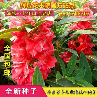 凤仙花种子凤仙花籽盆栽花指甲花籽急性子凤仙花苗凤仙花种孑四季