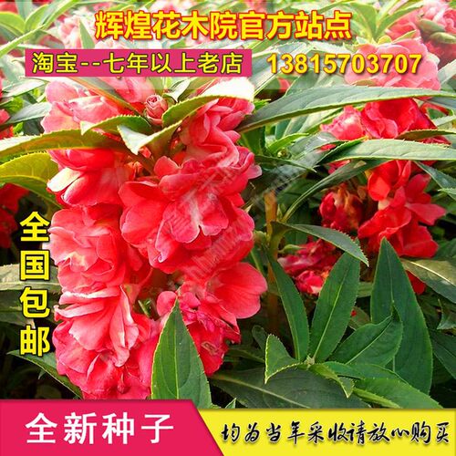 凤仙花四季素材模板 凤仙花四季图片下载 小麦优选