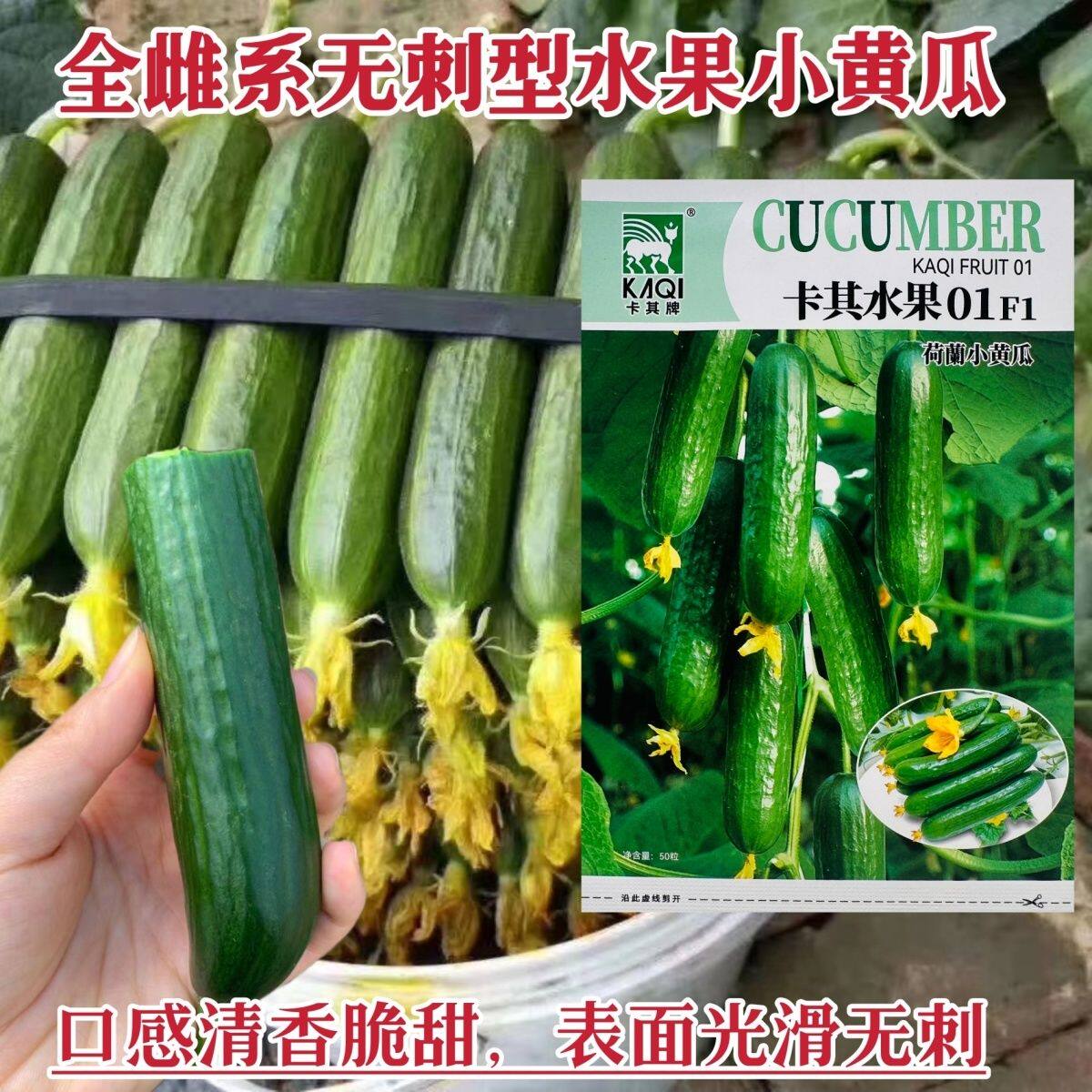 蔬菜瓜果四季黄瓜种子大全卡其光滑无刺小黄瓜种籽水果黄瓜孑高产