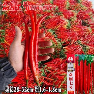 蔬菜瓜果辣椒种子大全红椒种籽长线椒四季辣椒籽大田高产众创七号