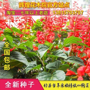 一串红种子爆仗红炮仗红红西洋红盆栽庭院四季花苗种籽一丈红种孑