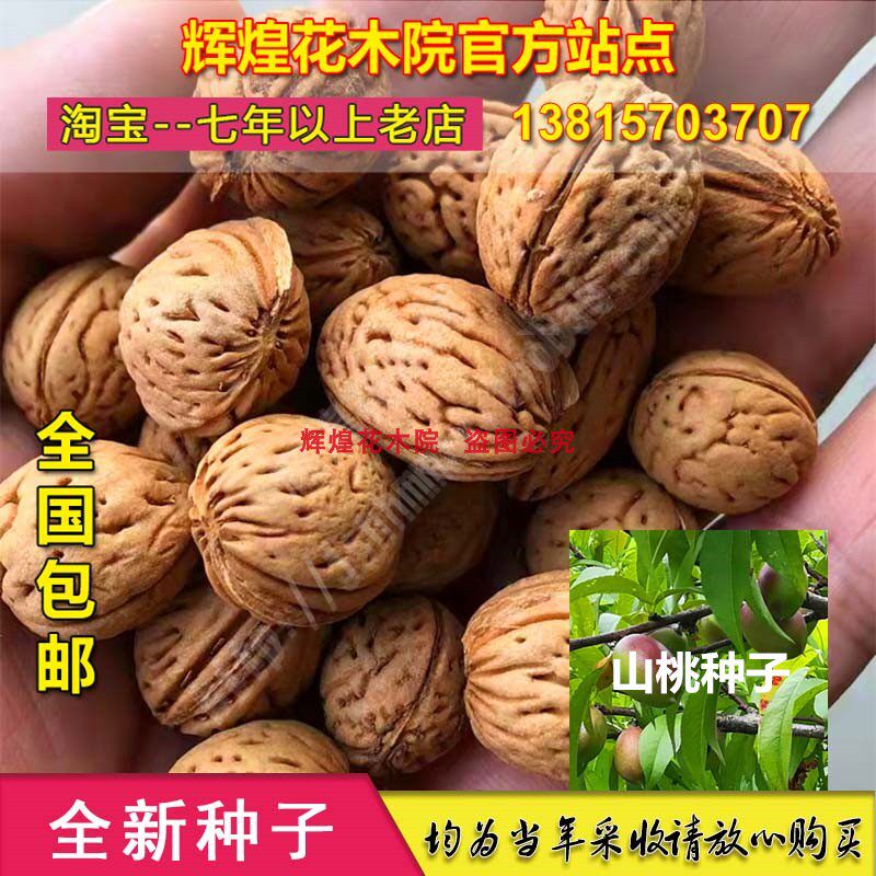 果树种子苗木种子山桃种子野生山毛桃种籽新种子高产野毛桃苗包邮