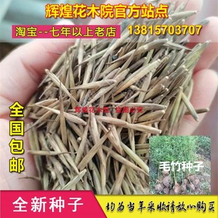 观赏花卉竹子大型毛竹种子新采毛竹种苗青竹四季 竹子种籽食用竹笋