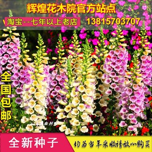 毛地黄种子洋地黄自由钟指顶花金钟心脏草盆栽庭院观赏花籽种孑