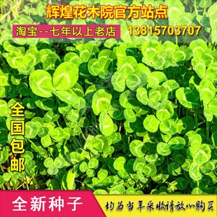 三叶咸秧草种子金花菜草头种子生煸草头母鸡头草头菜种新鲜盆栽孑