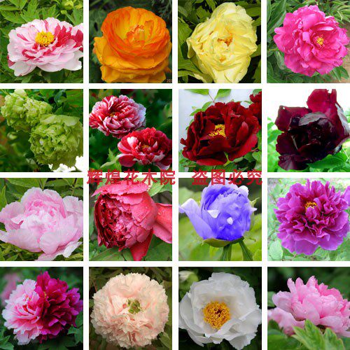 花卉种子牡丹花籽芍药种孑牡丹花苗牡丹花芍药花苗盆栽牡丹花种籽