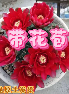 会开花的仙人球绯花玉