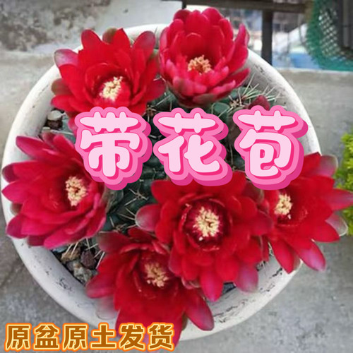 会开花的仙人球绯花玉