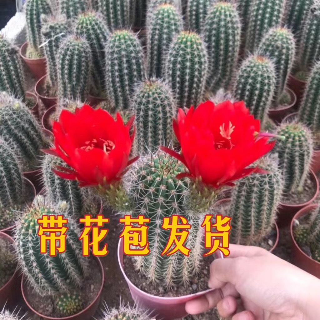 毛花柱开大花开红花阳台仙人球