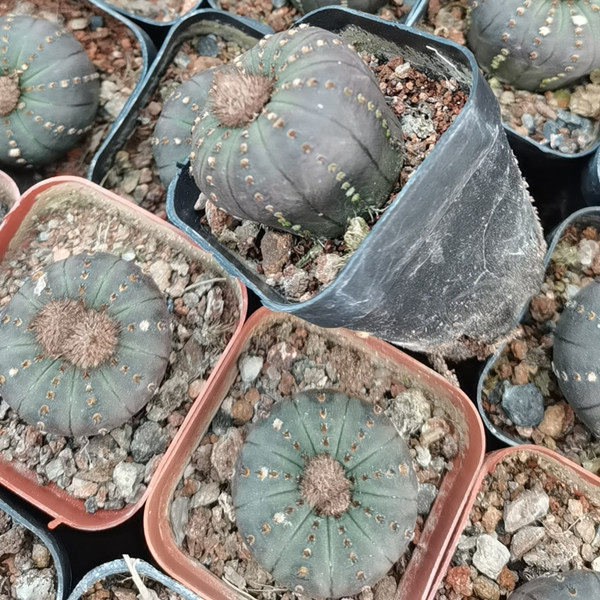 士童迷你仙人球开花小盆栽办公室内好养活桌面盆栽防辐射多肉植物