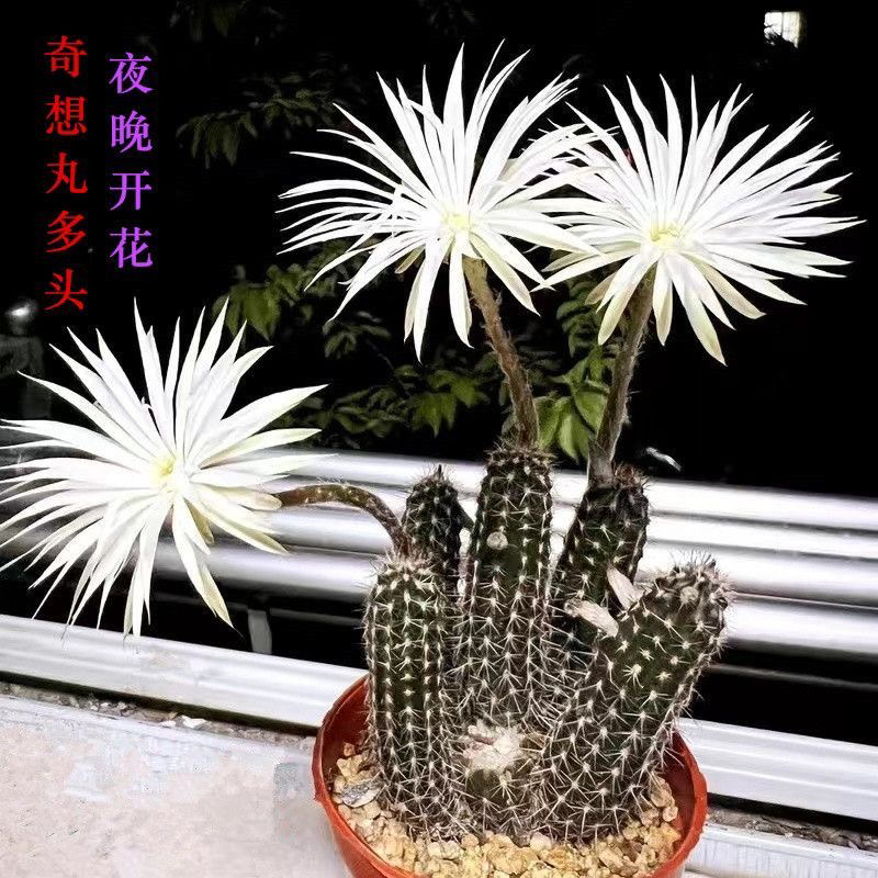 阳台一般奇想丸夜晚开花大花
