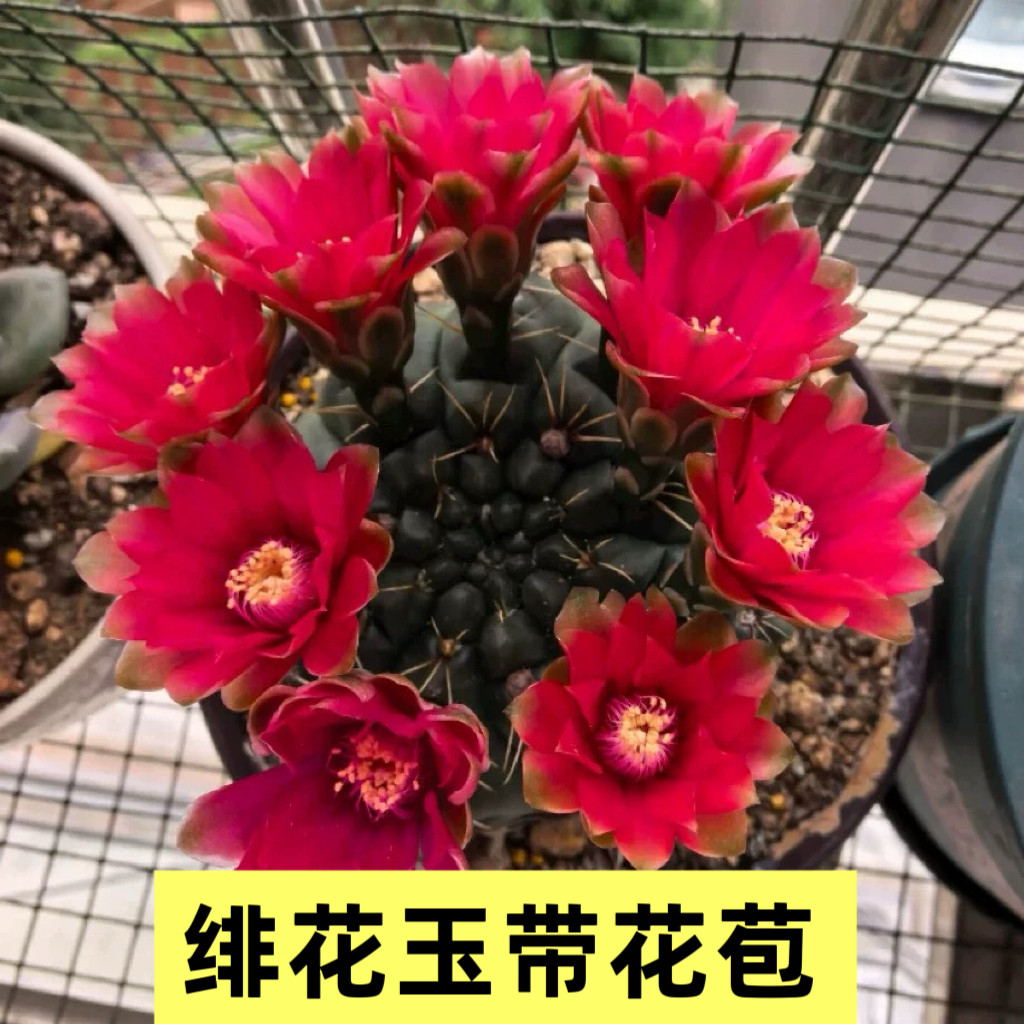 绯花玉仙人球带花苞易养桌面盆栽图片