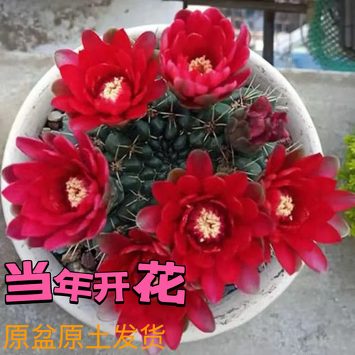 会开花的仙人球绯花玉多肉植物