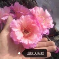 The large-flowered, charming yellow flower bed, the potted cactus of the Kreyssa cactus, is a good succulent plant to grow in the office thumbnail 7