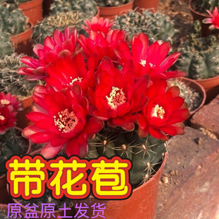 会开花的仙人球绯花玉带花苞办公室内桌面盆栽多肉植物防辐射四季