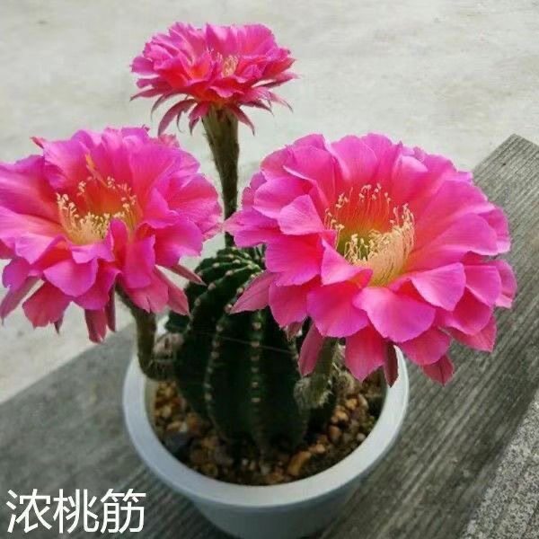 大花浓桃筋席克氏彩草仙人球盆栽开花室内阳台好养多肉植物盆栽