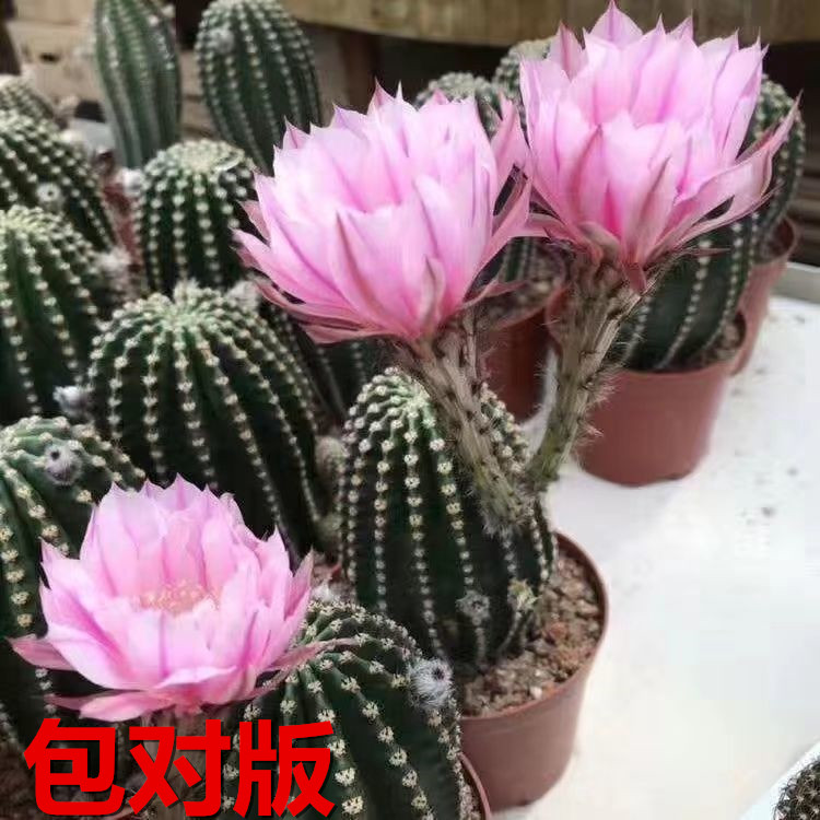 粉色黑金刚仙人球开花办公室内绿植好...