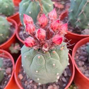 红花奇仙玉仙人球开花办公室内绿植好养易活多肉植物小盆栽防辐射