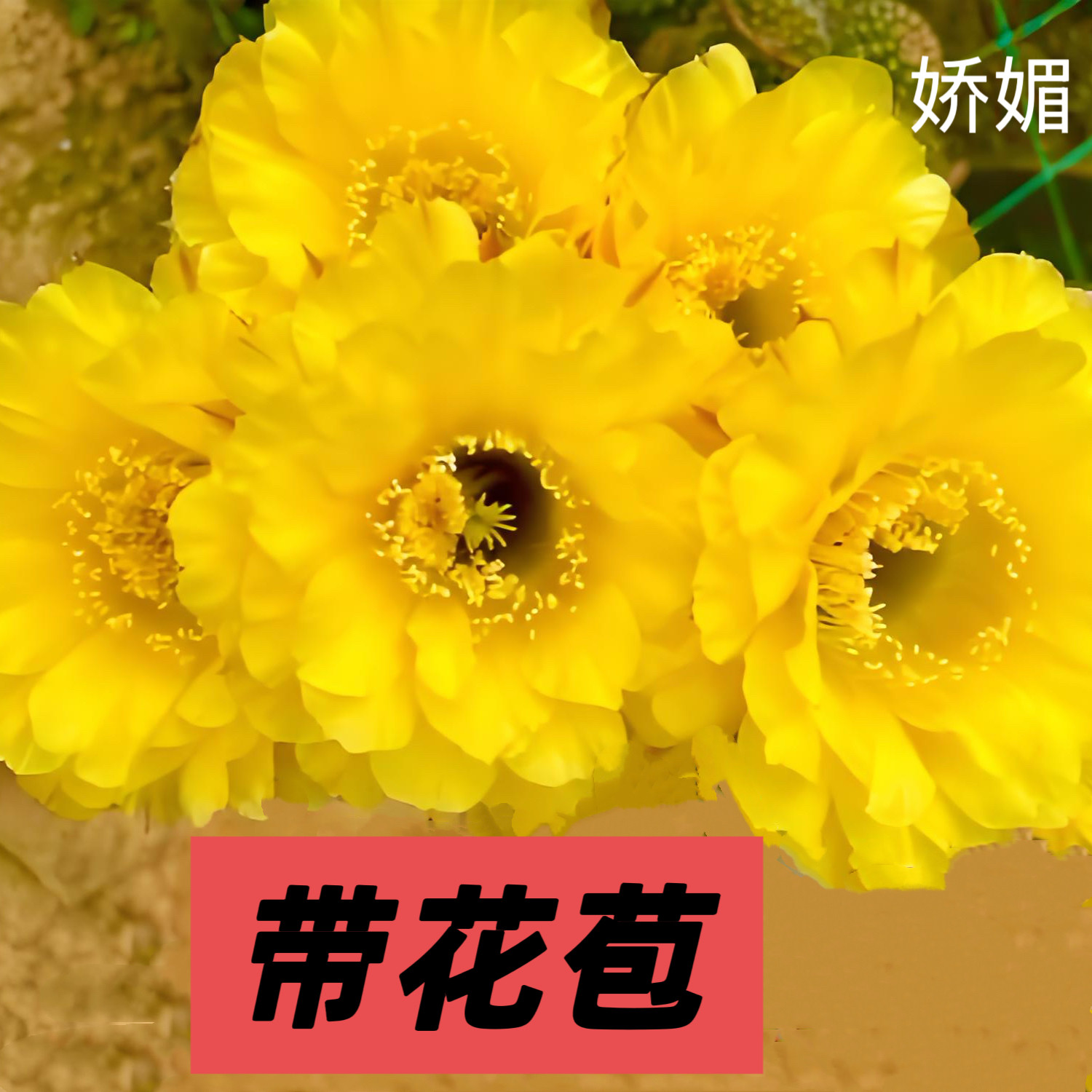 席克氏彩草仙人球带花苞室内好养