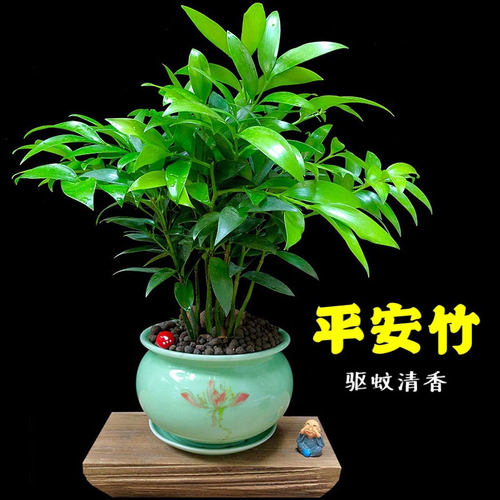 竹柏四季青清香型吸甲醛驱蚊植物