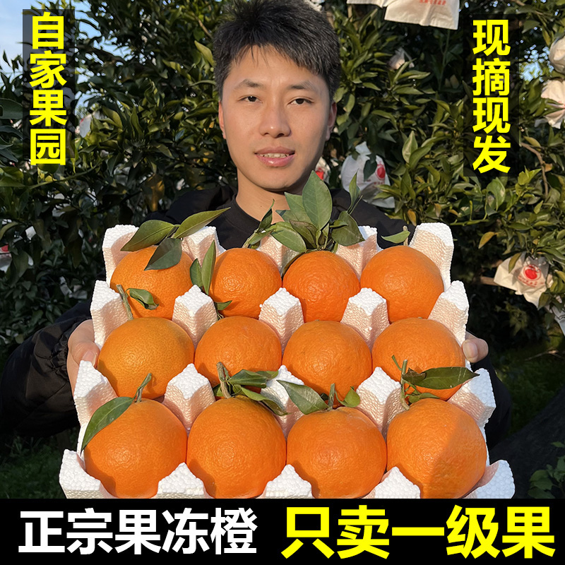 爱媛果冻橙四川皮薄多汁果园直发
