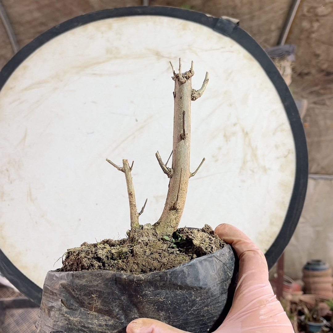 32老鸦粉牡丹石榴土球发,鲜花速递/花卉仿真/绿植园艺,造型盆景,淘宝优惠券,粉丝福利购,淘宝优惠卷