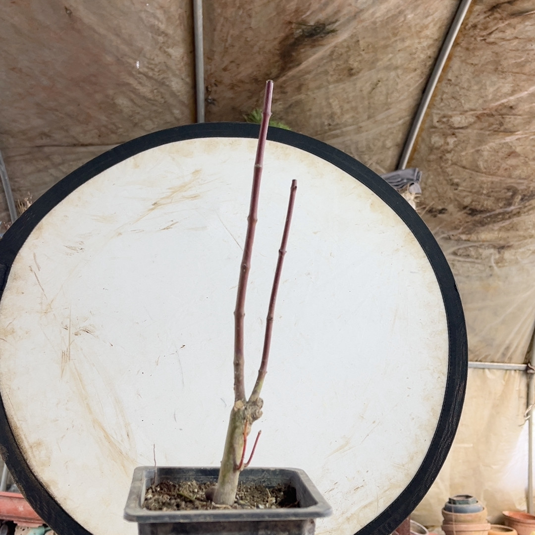 32卷毛枫狮子头枫树,鲜花速递/花卉仿真/绿植园艺,造型盆景,淘宝优惠券,粉丝福利购,淘宝优惠卷