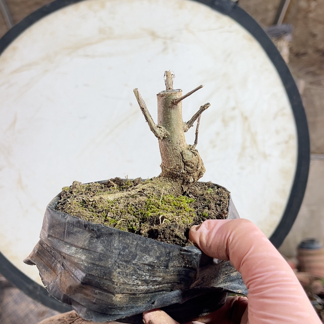 32矮霸粉牡丹石榴,鲜花速递/花卉仿真/绿植园艺,造型盆景,淘宝优惠券,粉丝福利购,淘宝优惠卷