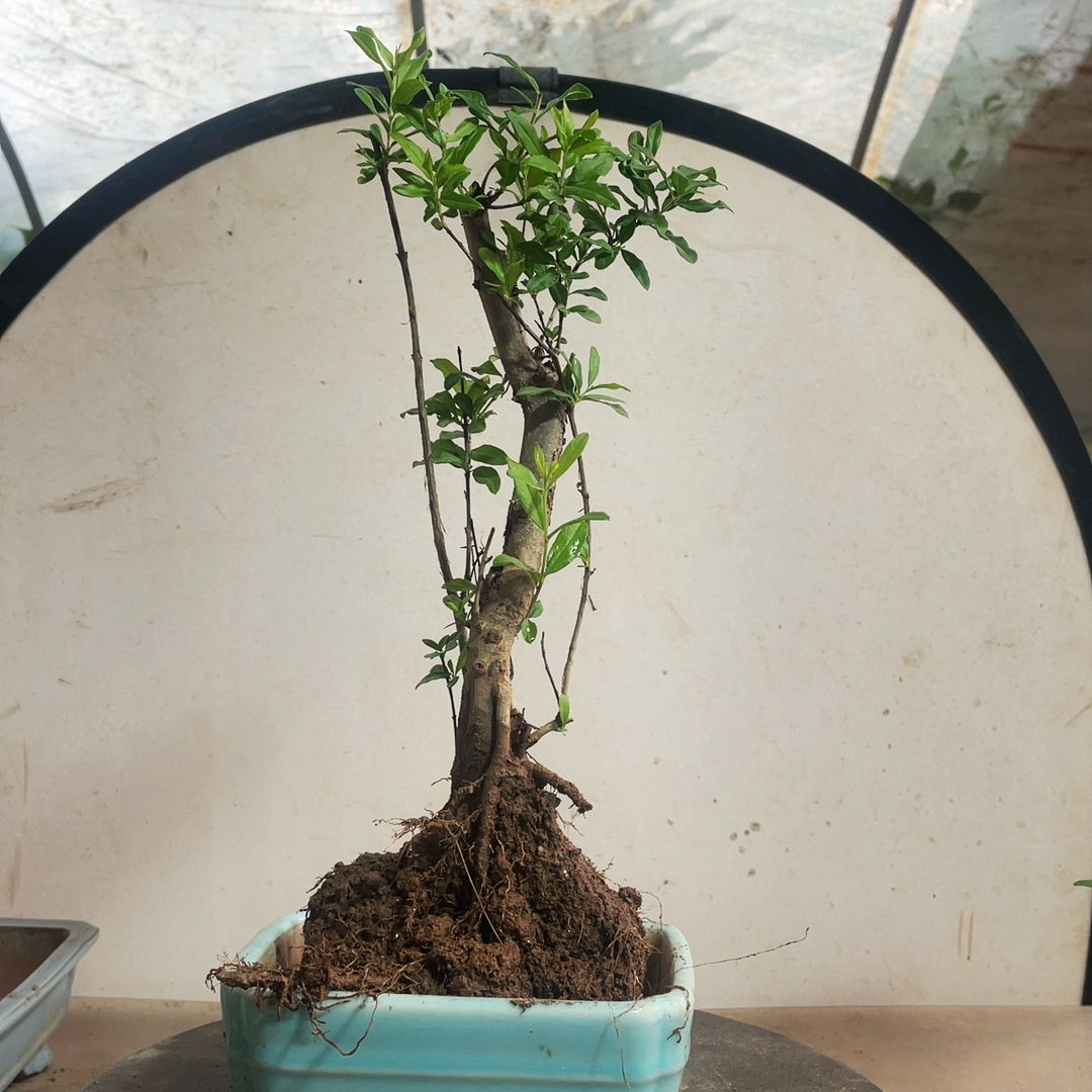 7老桩粉牡丹石榴不带盆