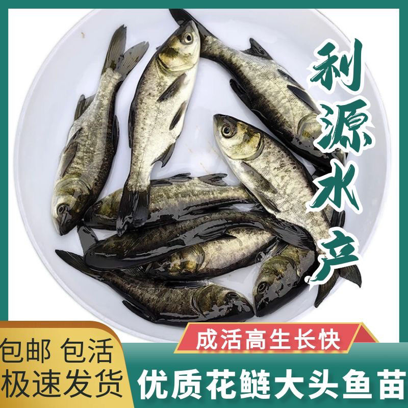 花鲢鱼苗淡水养殖食用大头鱼苗鲢鳙胖头鱼鲜活冷水鱼大头雄鱼鱼苗