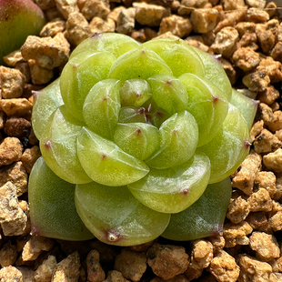 25年多肉景天杂交种子 多米  2313（玉杯x钻石）x蓝龙 满50包邮