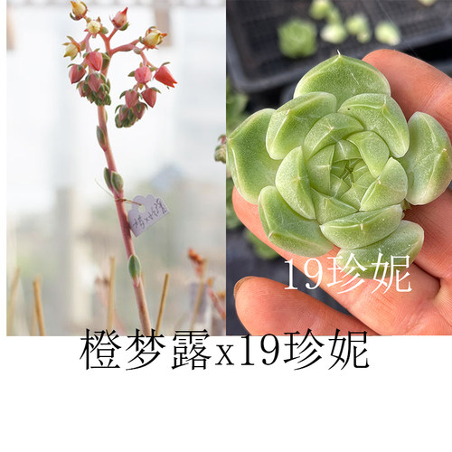 2024年多肉杂交种子a370橙梦露杂钻石珍妮优选杂糖心珍妮满50包邮