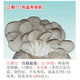 江都71 新秀169 秀珍菇菌种原种栽培种 凤尾菇 枝条 二级三级种