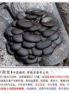 平菇菌种 早秋广温偏高 7887 早秋1号 闽11 昆研A8