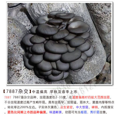 平菇菌种 早秋广温偏高 7887 早秋1号 闽11 昆研A8