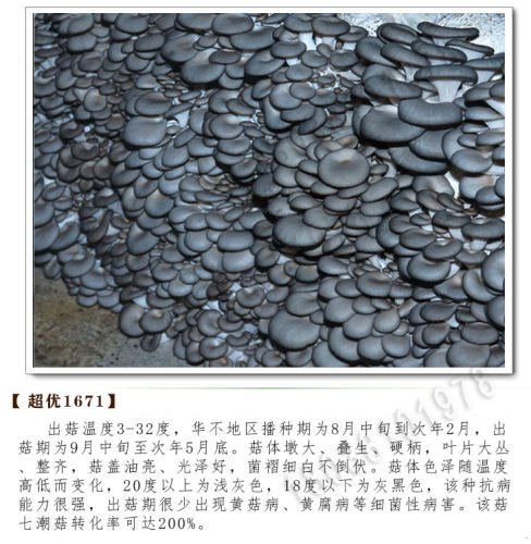 平菇62281671栽培种原种三级种