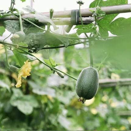 新鲜苹果丝瓜小丝瓜新鲜蔬菜新鲜丝瓜现摘现发