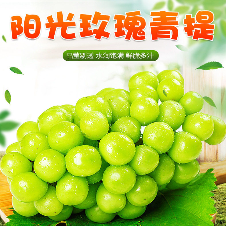 精品香印青提阳光玫瑰葡萄农家自种A级整串大果纯甜香无酸无籽4斤