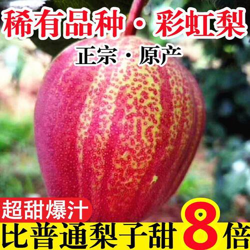 七彩梨红宝石梨彩虹梨应季梨子新鲜孕妇水果5J早酥梨红皮梨超甜大
