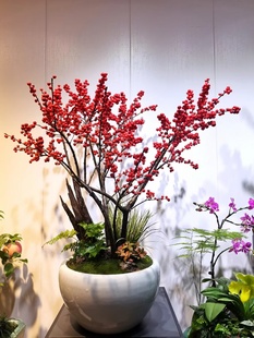进口北美冬青红果盆栽年宵花绿植庭院树苗耐寒易成活阳台一件代发