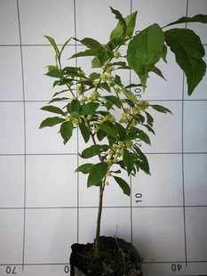 北美冬青公树授粉雄株盆栽绿植庭院树苗耐寒易成活阳台办公桌