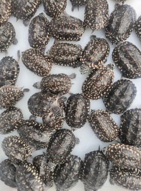 斑点龟苗黑池龟斑点苗满天星深水龟黄头侧颈龟宠物龟观赏龟鱼缸