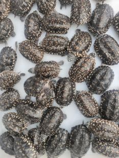 斑点龟苗黑池龟斑点苗满天星深水龟黄头侧颈龟宠物龟观赏龟鱼缸