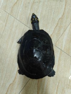 黄头侧颈龟忍者神龟深水鱼缸龟宠物龟圆澳侧颈龟西非侧颈龟黄头苗