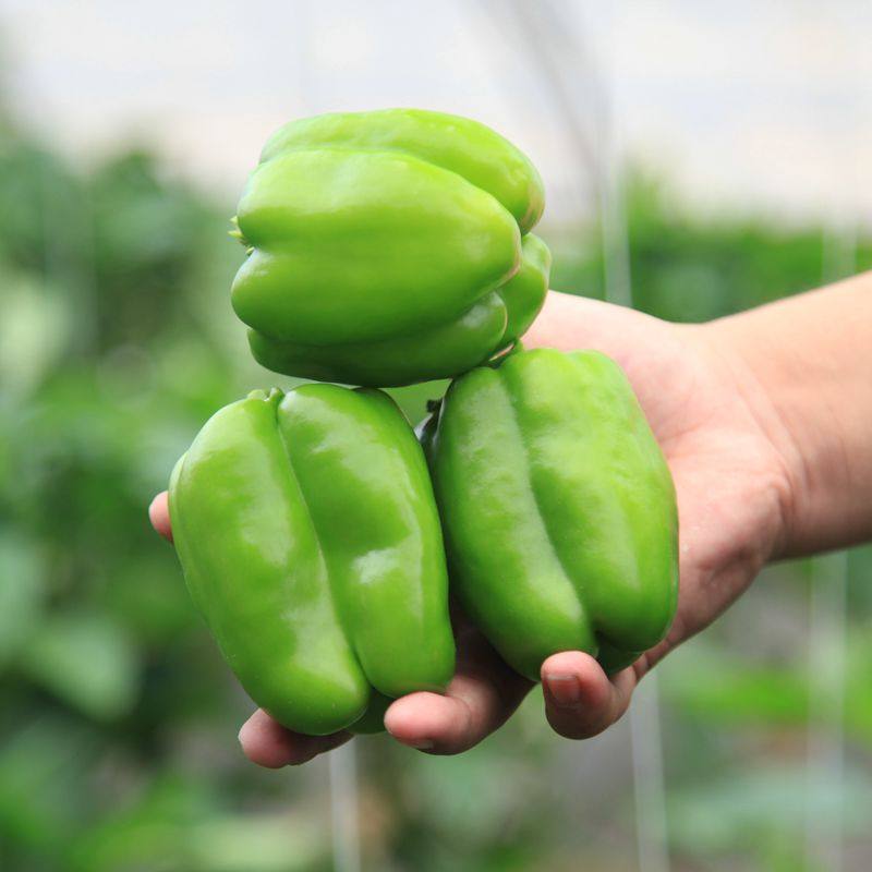 北京发货 柿子椒中国大陆新鲜青椒灯笼辣椒不辣农家本地菜约350克