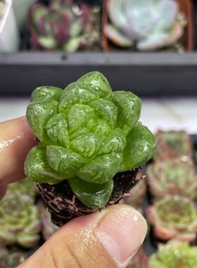 蝉翼玉露3厘米左右满9.9元包邮多肉植物